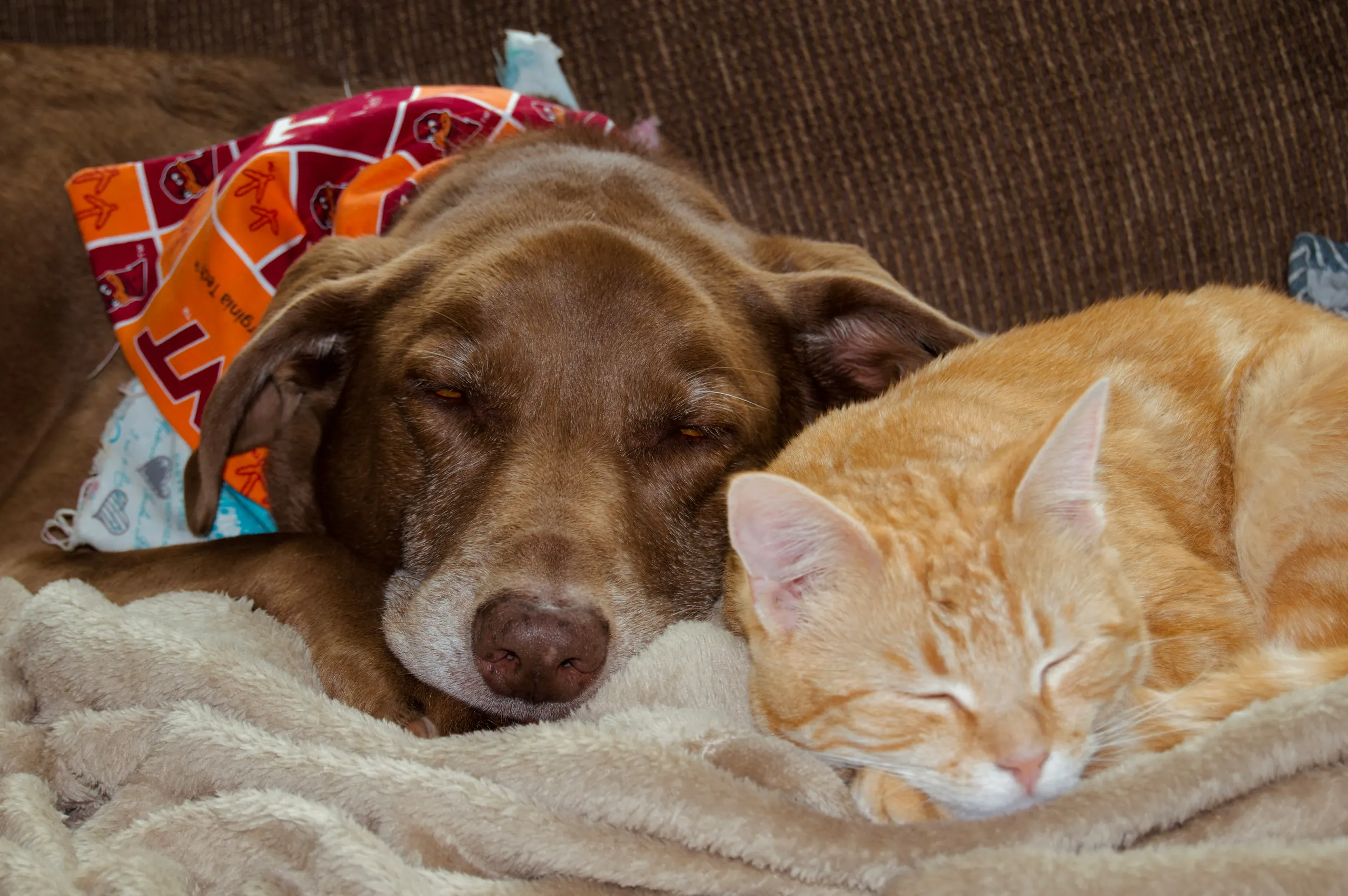 A brown dog and a ginger cat asleep together on a blanket